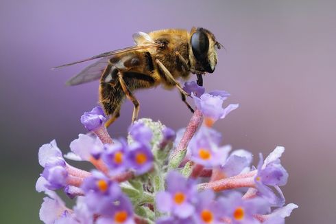 Perubahan Iklim Sebabkan Sarang Lebah Rusak, Kok Bisa?