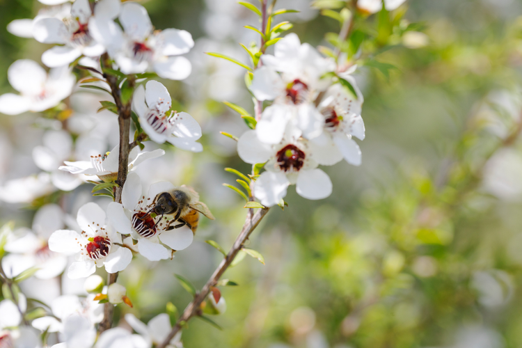 Ilustrasi pohon manuka. 