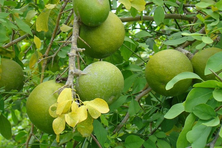 Ilustrasi buah maja.