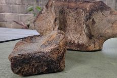 Kata Peneliti UGM soal Penemuan Benda yang Diduga Tulang Purba di Kulon Progo