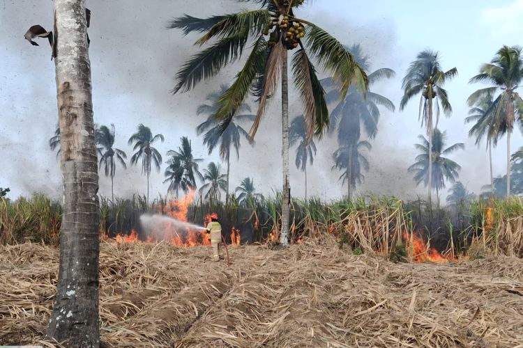 Lahan Tebu di Malang Terbakar, Api Hampir Menyambar Rumah Warga dan Gedung Sekolah