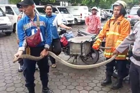 King Kobra Keluar dari Paket Hebohkan Kantor Jasa Ekspedisi di Cirebon