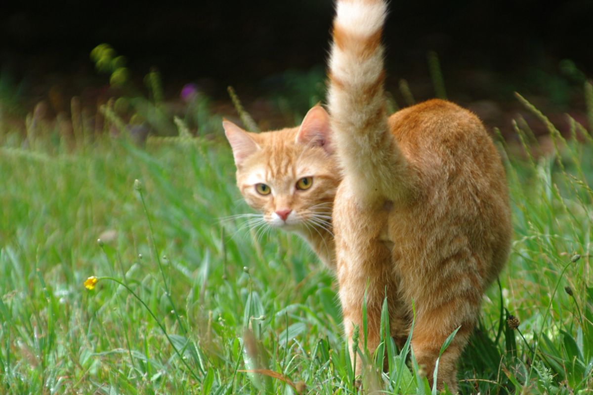 Gerakan ekor kucing ternyata punya arti yang berbeda-beda.