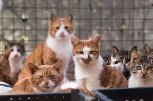 Polisi China Selamatkan 1.000 Kucing yang Dagingnya Hendak Dijual Ilegal 