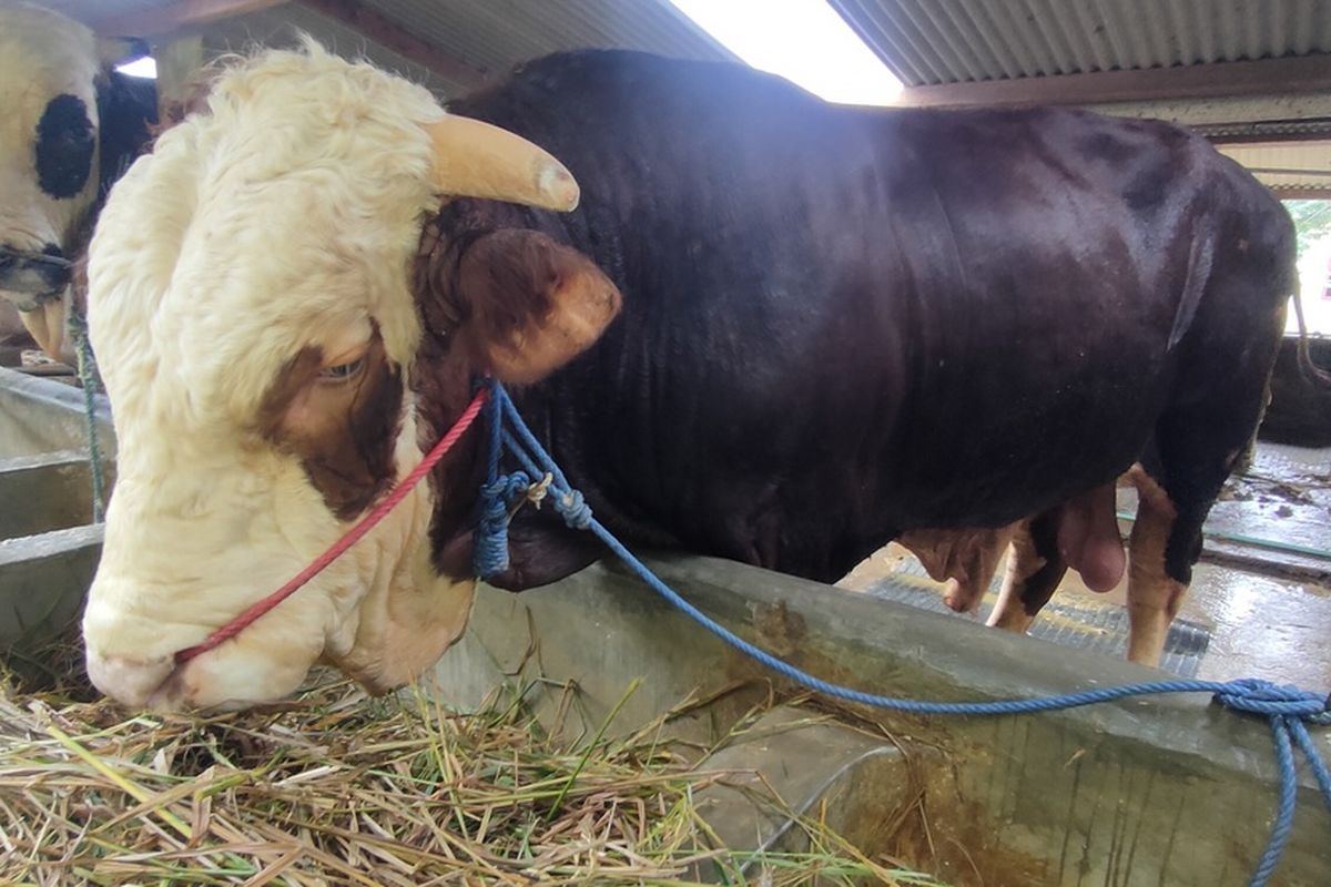 Mengenal Herkules, Sapi dari Kulon Progo yang Kini Jadi Milik Presiden