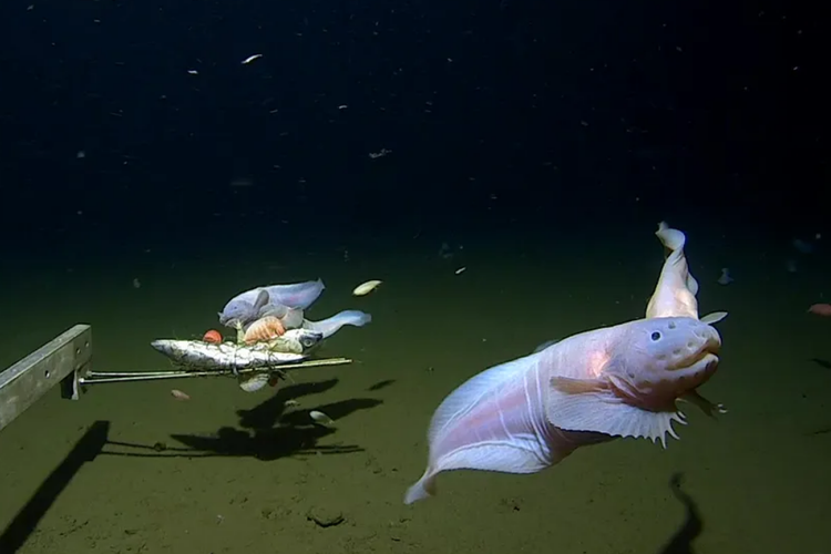 Penampakan ikan Pseudoliparis yang ditemukan di kedalaman lebih dari 8.000 meter. Ikan tersebut hidup di kedalaman palung Izu-Ogasawara di Samudra Pasifik, dekat Jepang.