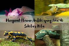 Mengenal Hewan Amfibi yang Ada di Sekitar Kita