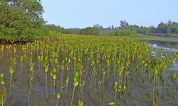 Tekan Emisi Karbon, Telkomsel Tanam 10.600 Mangrove Hasil Donasi Pelanggan