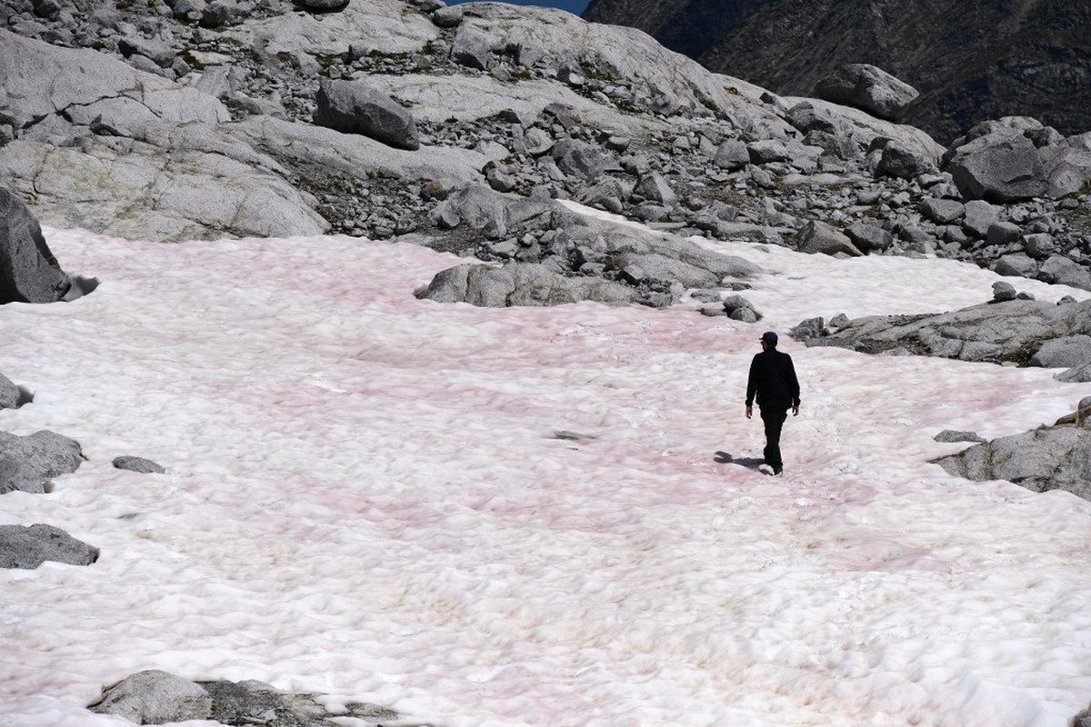 Para ilmuwan di Italia tengah meneliti munculnya es berwarna pink di Pegunungan Alpen, tepatnya di Passo Gavia ketinggian 2.618 mdpl. 