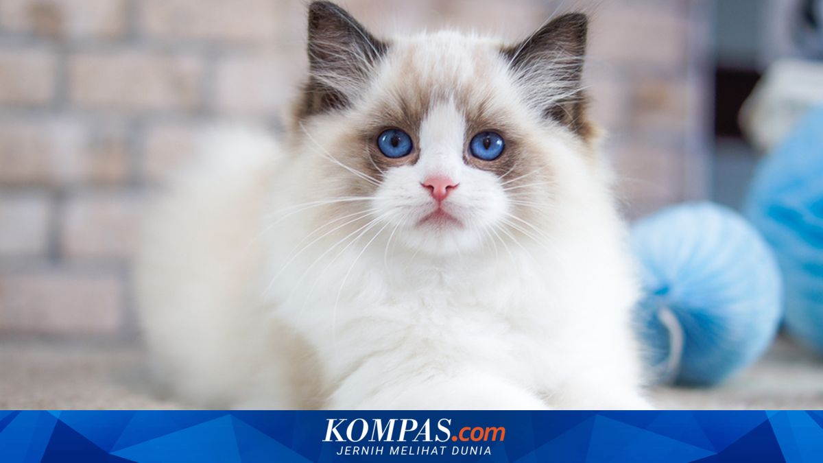 8 Ras Kucing yang Ramah dengan Anak-anak, dari Birman hingga Ragdoll