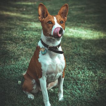 Ilustrasi anjing Basenji.