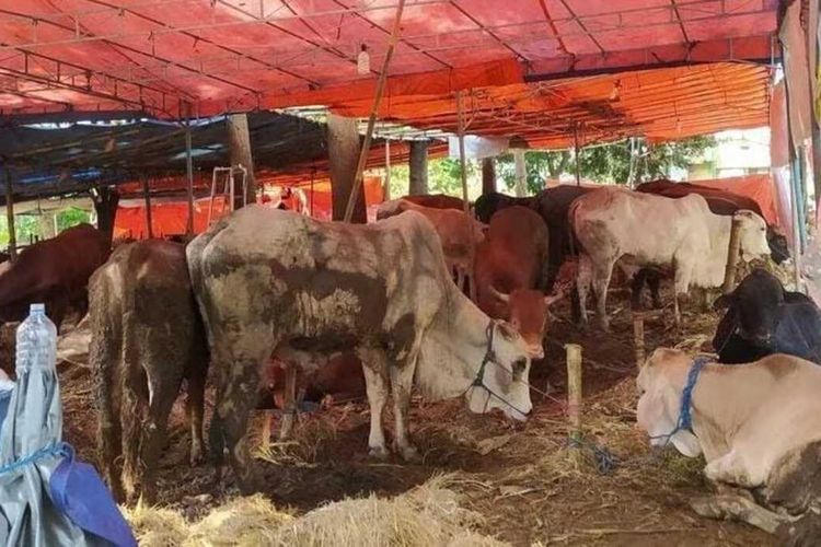 Puluhan hewan ternak di Kota Semarang, Jawa Tengah masih terjangkit PMK