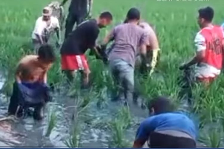 Tangkapan layar aksi warga menjarah muatan lele dari truk yang terguling di sawah Jalan Randu Sari, Subang, Jawa Barat, Kamis (3/2/2022). 