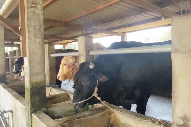 Black, Sapi Kurban Jenis Belgian Blue Milik Khofifah Rutin Diberi Jamu
