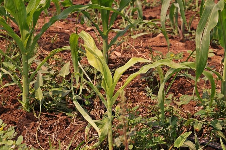 Ilustrasi tanaman jagung yang terkena penyakit bulai. 