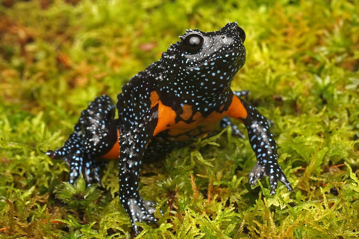 Sekelompok katak langka yaitu galaxy frog (Melanobatrachus indicus) dilaporkan menghilang dari habitatnya di India akibat fotografer tidak bertanggung jawab. Simak kronologinya.