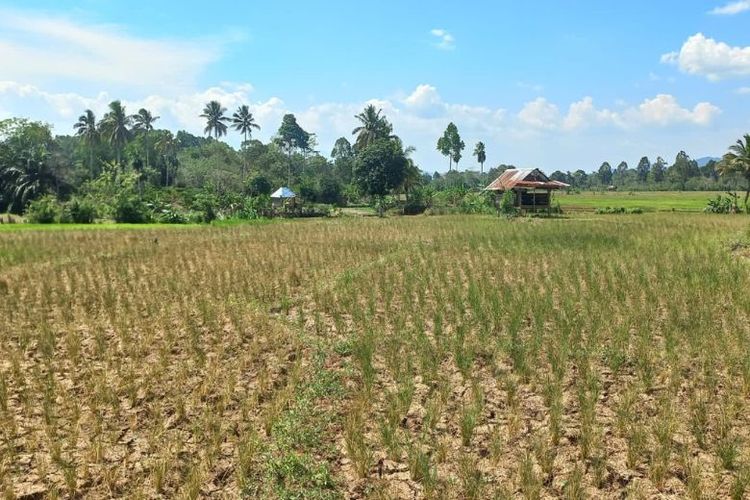 Sawah mengalami kekeringan di NTB.