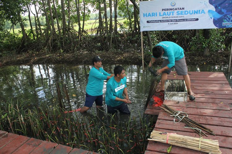 Sebanyak 1.500 mangrove ditanam di Unit Instalasi Tambak Silvofishery Marana, Maros, Sulawesi Selatan. Kegiatan tersebut merupakan kontribusi dalam proyek Carbon Capture and Storage (CCS) yang dilakukan secara kolaboratif oleh eFishery, Balai Riset Perikanan Budidaya Air Payau dan Penyuluhan Perikanan (BRPBAP3) Maros, dan Kementerian Kelautan dan Perikanan (KKP).