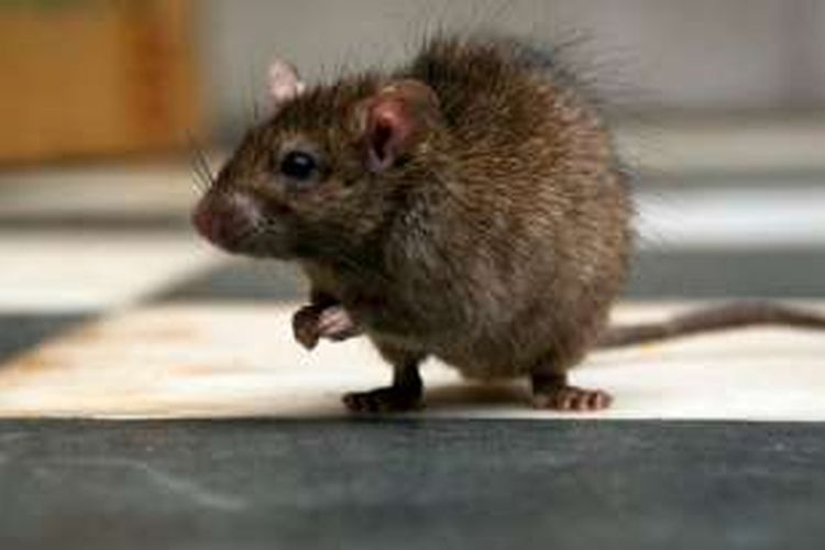 Pria tua digigit tikus saat hendak menggunakan toilet dan ia pun dirawat di rumah sakit di Clounty Cork, Irlandia.