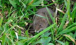 Cara Mengusir Tikus di Sawah Secara Alami, Bisa Pakai Kulit Durian