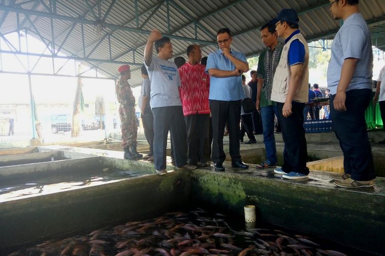 Gubernur terpilih DKI Jakarta, Anies Baswedan saat melihat langsung ikan di  Pasar Ikan jalan Kabupaten, Nogotirto, Sleman