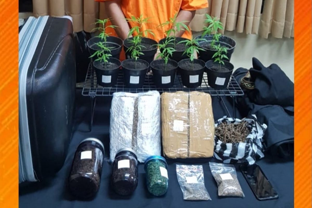 Barang bukti berupa pohon ganja yang diamankan Polda Bali