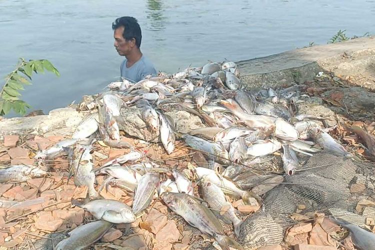Ikan Mati Massal di Irigasi Karawang, Warga Diminta Tidak Mengonsumsi
