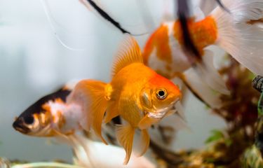 Kelas di SD Jepang Ajarkan Siswa Berhubungan dengan Ikan Sebelum ...