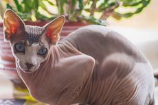 5 Fakta Kucing Sphynx, Kucing Tanpa Bulu yang Suka Berteman