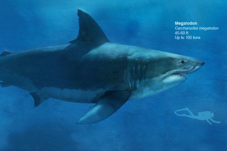 Ilmuwan berusaha mengungkap bagaimana hiu purba raksasa Megalodon bisa punah