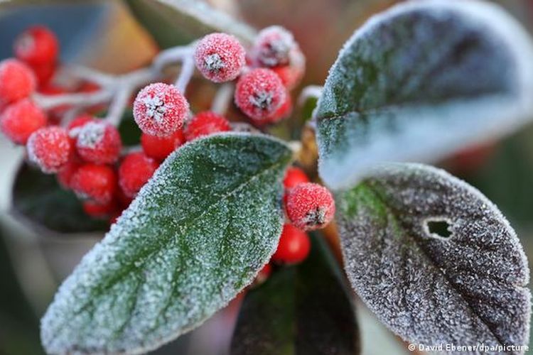 Tanaman yang mekar lebih awal karena suhu yang lebih hangat di akhir musim dingin yang tidak biasa dapat mengganggu siklus alami dan menyebabkan kerusakan tanaman.