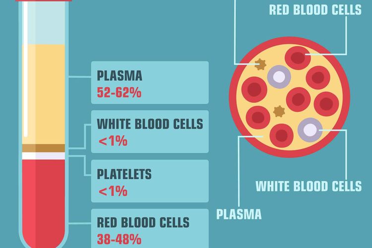 Penyusun komponen darah adalah plasma terbesar Berikut 4