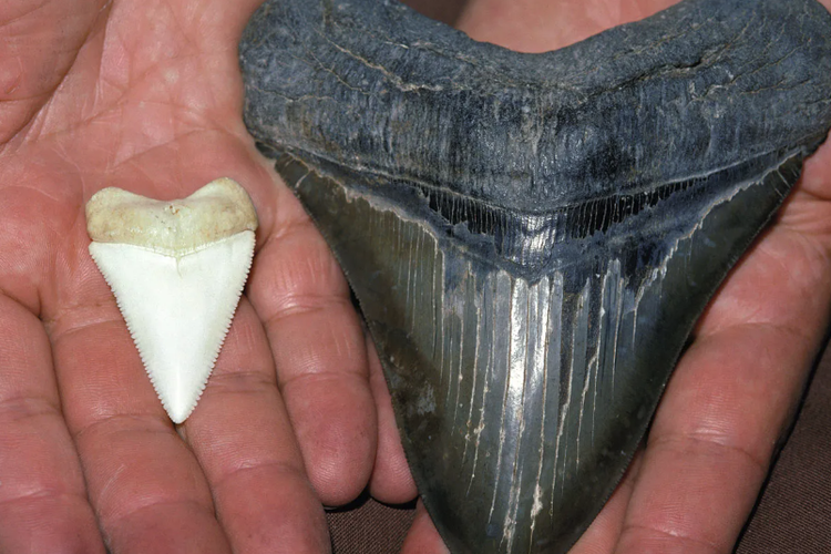 Perbandingan gigi hiu putih besar modern (kiri) dan gigi megalodon (kanan)