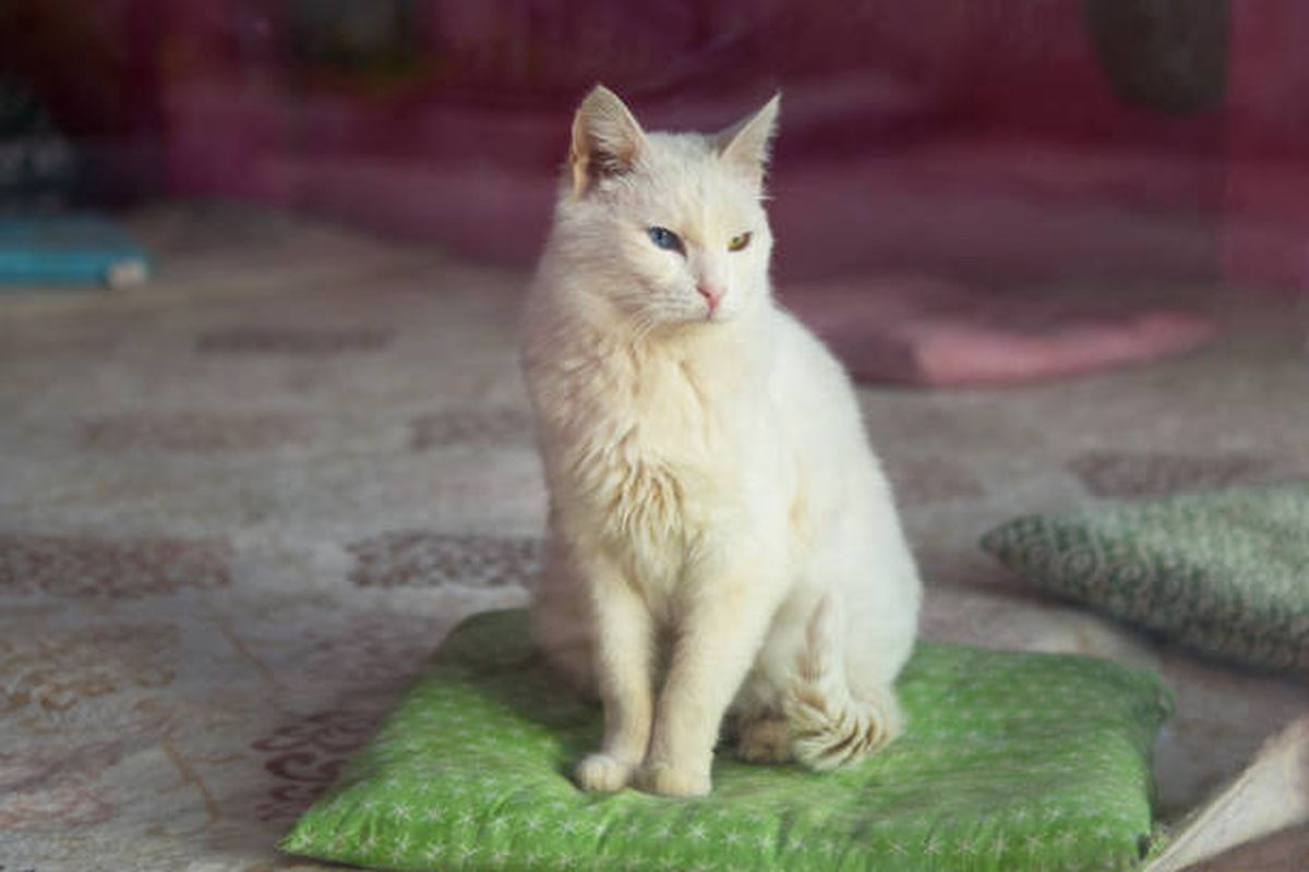 Ilustrasi ras kucing Turkish Van.