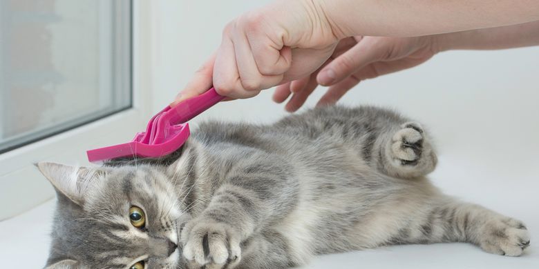 9 Rahasia Cara Basmi Kutu Kucing Yang Ampuh Untuk Pemula Tips Memelihara Kucing meski Punya Alergi Halaman all - Kompas.com