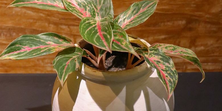 Tak Sembarangan Ketahui Cara Menyiram Tanaman Aglonema Dengan Benar Halaman All Kompas Com