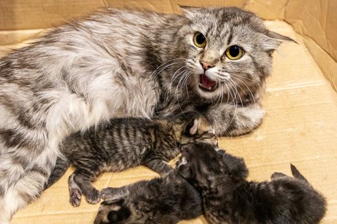 7 Hal yang Menyebabkan Induk Kucing Memakan Anaknya Sendiri