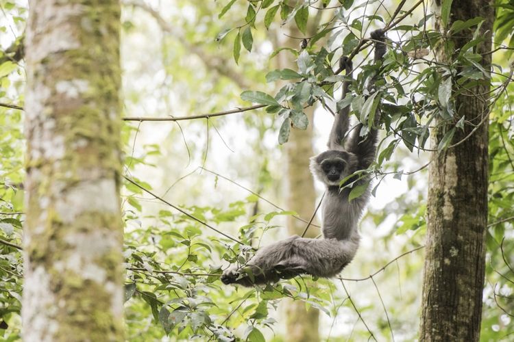 Seekor Owa Jawa (Hylobates moloch) bernama Ucup (delapan tahun) bergelantungan setelah dilepasliarkan di Kawasan Cagar Alam Gunung Tilu, Kabupaten Bandung, Jawa Barat, Kamis (5/10/2017). Balai Besar Konservasi Sumber Daya Alam (BBKSDA) Jawa Barat bekerja sama dengan The Aspinal Foundation Indonesia Program melepasliarkan dua pasang Owa Jawa yaitu, dua Owa jantan bernama Ucup dan Iwa (3 tahun) serta dua betina bernama Desi (6 tahun) dan Amoy (2,5 tahun).