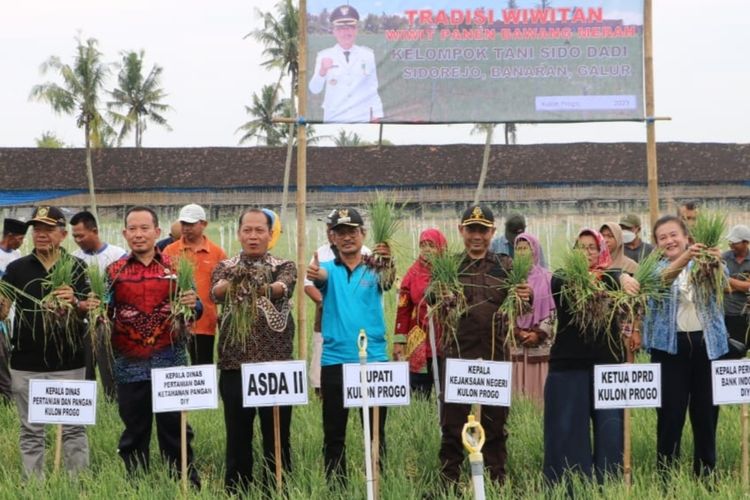 Wiwitan atau panen raya pertanian bawang merah di lahan pasir pantai pada Pedukuhan Sidorejo, Kalurahan Banaran, Kapanewon Galur, Kabupaten Kulon Progo, Daerah Istimewa Yogyakarta. Luas tanam mencapai 20 hektar.