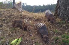 Dari Kasus I Nyoman Sukena, Mengapa Landak Jawa Dilindungi?