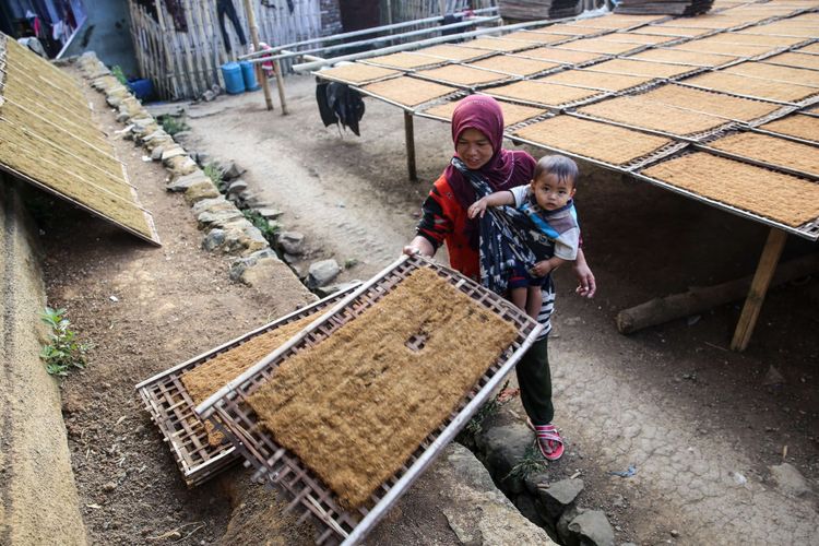 Petani menjemur daun tembakau rajangan yang sudah diiris didepan rumahnya di Kampung Ciburuy, Kecamatan Bayongbong, Kabupaten Garut, Jawa Barat, Rabu (25/7/2018). Tembakau merupakan salah satu komoditas pertanian utama di kasawan kaki Gunung Putri, sasaran pasar tembakau di antaranya Jawa tengah dan Jawa Timur.