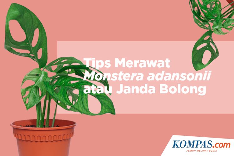 Tips Merawat Monstera adansonii atau Janda Bolong
