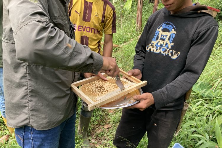 Salah satu dari sejumlah frame sarang lebah dalam kotak ternak lebah madu yang ada di area budi daya lebah madu yang berada di lembah hutan kaki Gunung Pangrango di Desa Bojongmurni, Kecamatan Ciawi, Kabupaten Bogor, Minggu (23/5/2021).