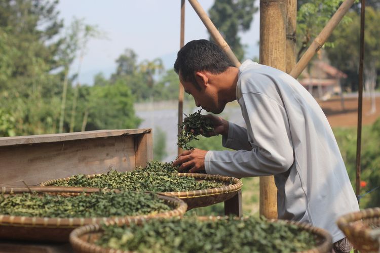 Pengolahan daun sacha inchi untuk dijadikan bahan minuman segar nan sehat.