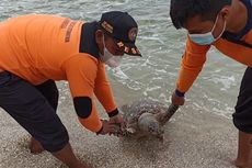 Seekor Penyu Ditemukan Mati di Pantai Sepanjang Gunungkidul, Terdapat Luka di Kepala dan Kaki