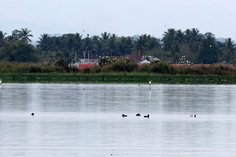 Lima ekor kambangan hitam atau itik rumbai (Aythya fuligula) terlihat berenang dan menyelam di tengah Danau Limboto. Kehadiran burung ini tercatat pada kegiatan sensus burung air asia atau Asian Waterbird Census (AWC) oleh Perkumpulan Biota.