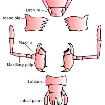 Struktur tipe mulut penggigit pada serangga