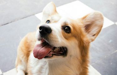 Mengapa Anjing Peliharaan Menjulurkan Lidah? Berikut 7 Alasan ...