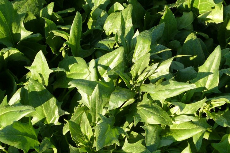 Ilustrasi bayam Jepang atau Horenzo. 