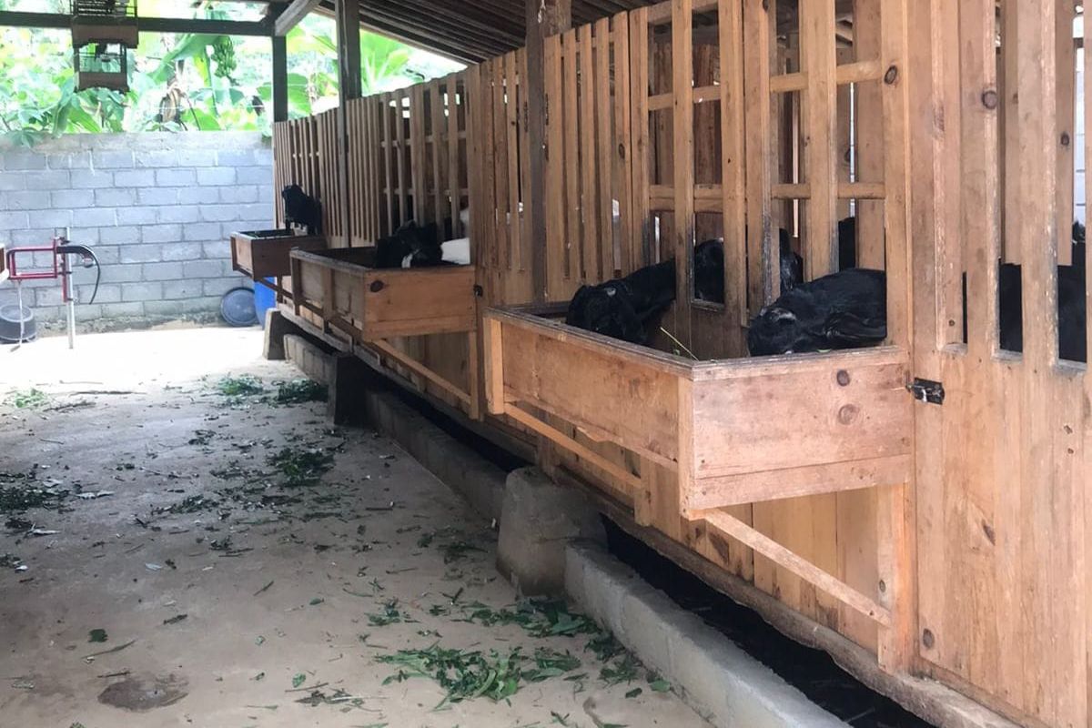 Salah satu usaha ternak kambing milik warga di Purworejo, Jawa Tengah.